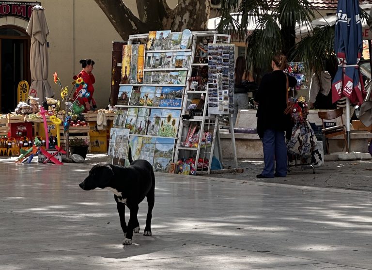 Građani Trebinja sve zabrinutiji zbog pasa lutalica u centru grada
